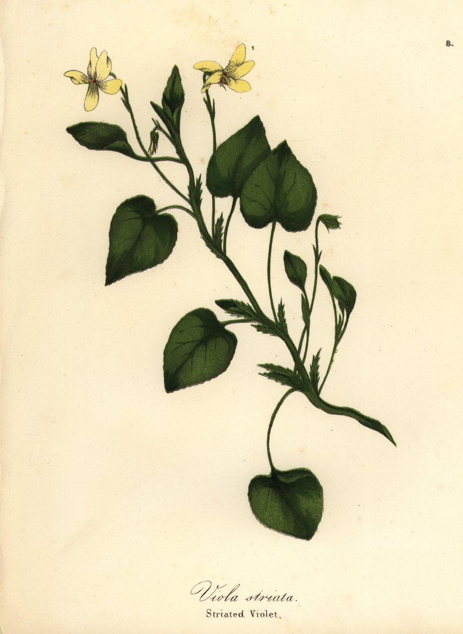 Krémová fialka pruhovaná, fialka krémová nebo fialka pruhovaná, Viola striata od Endicott Endicott