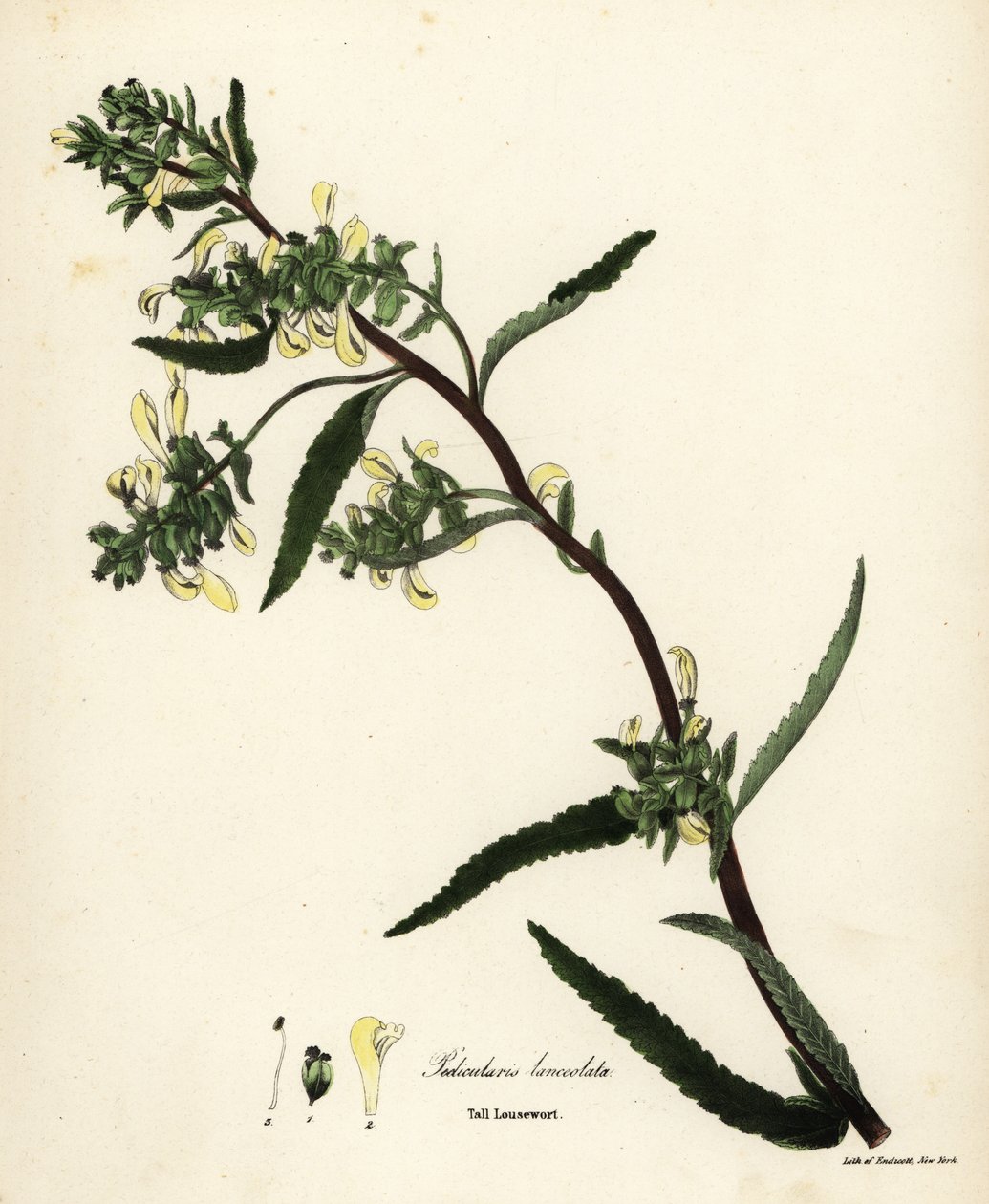 Všivec vysoká nebo všivec bahenní, Pedicularis lanceolata od Endicott Endicott