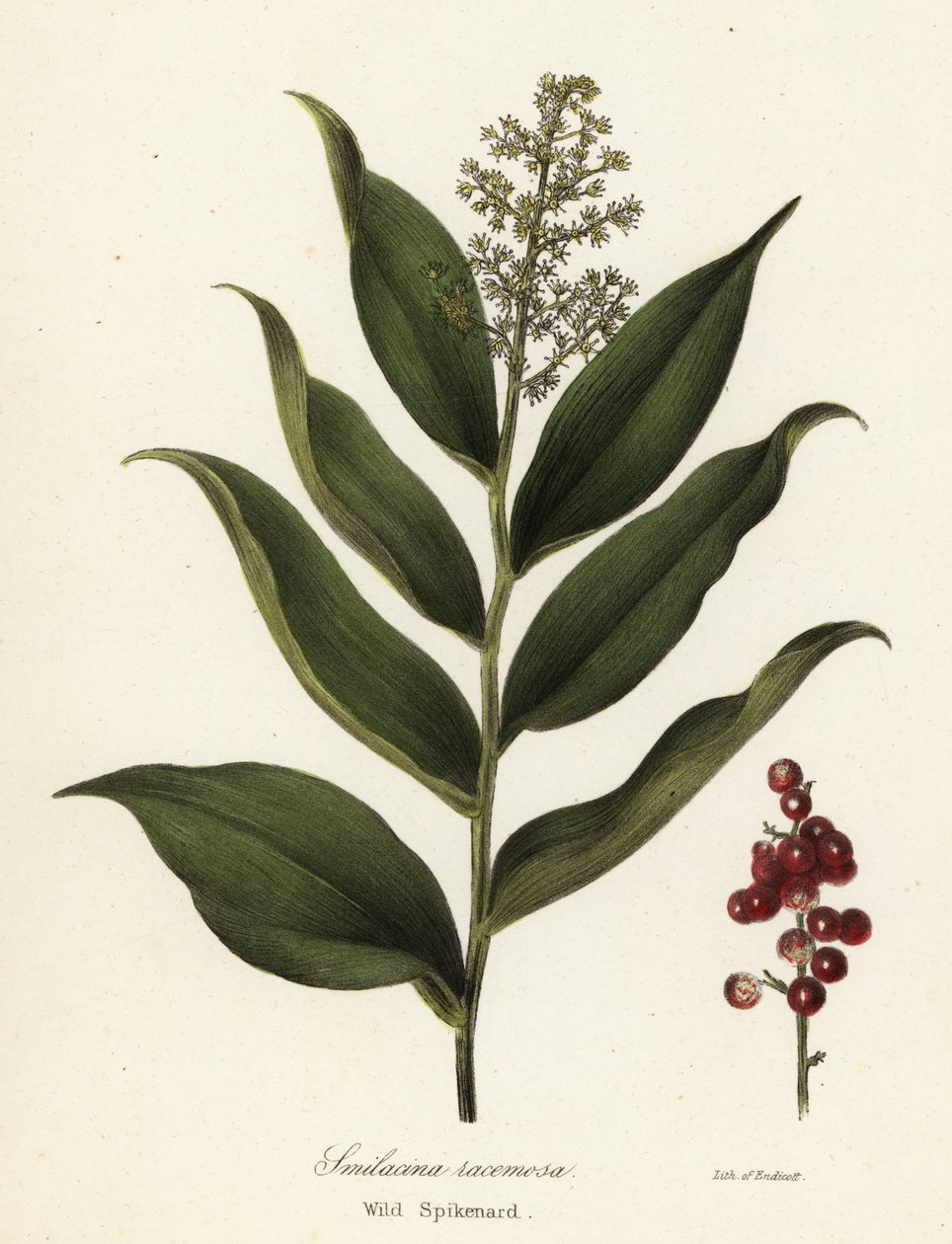 Treacleberry, Maianthemum racemosum (divoký klas, Smilacina racemosa) od Endicott Endicott