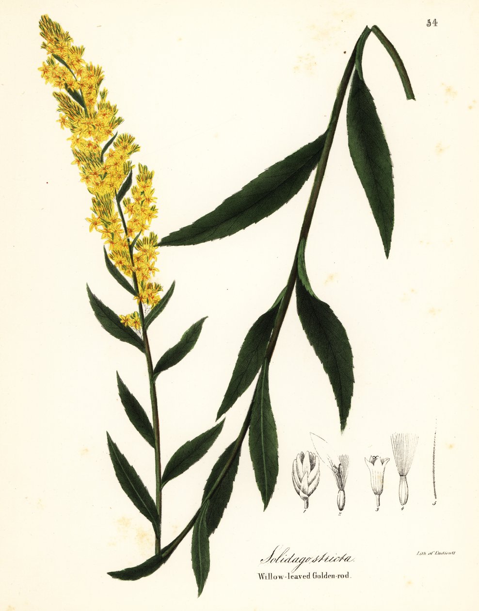 Zlatobýl hůlkový, zlatobýl vrbový nebo zlatobýl vrbový, Solidago stricta od Endicott Endicott