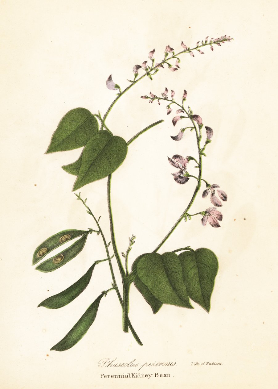 Ledvinka divoká, Phaseolus polystachios (ledvinka vytrvalá, Phaseolus perennis) od Endicott Endicott