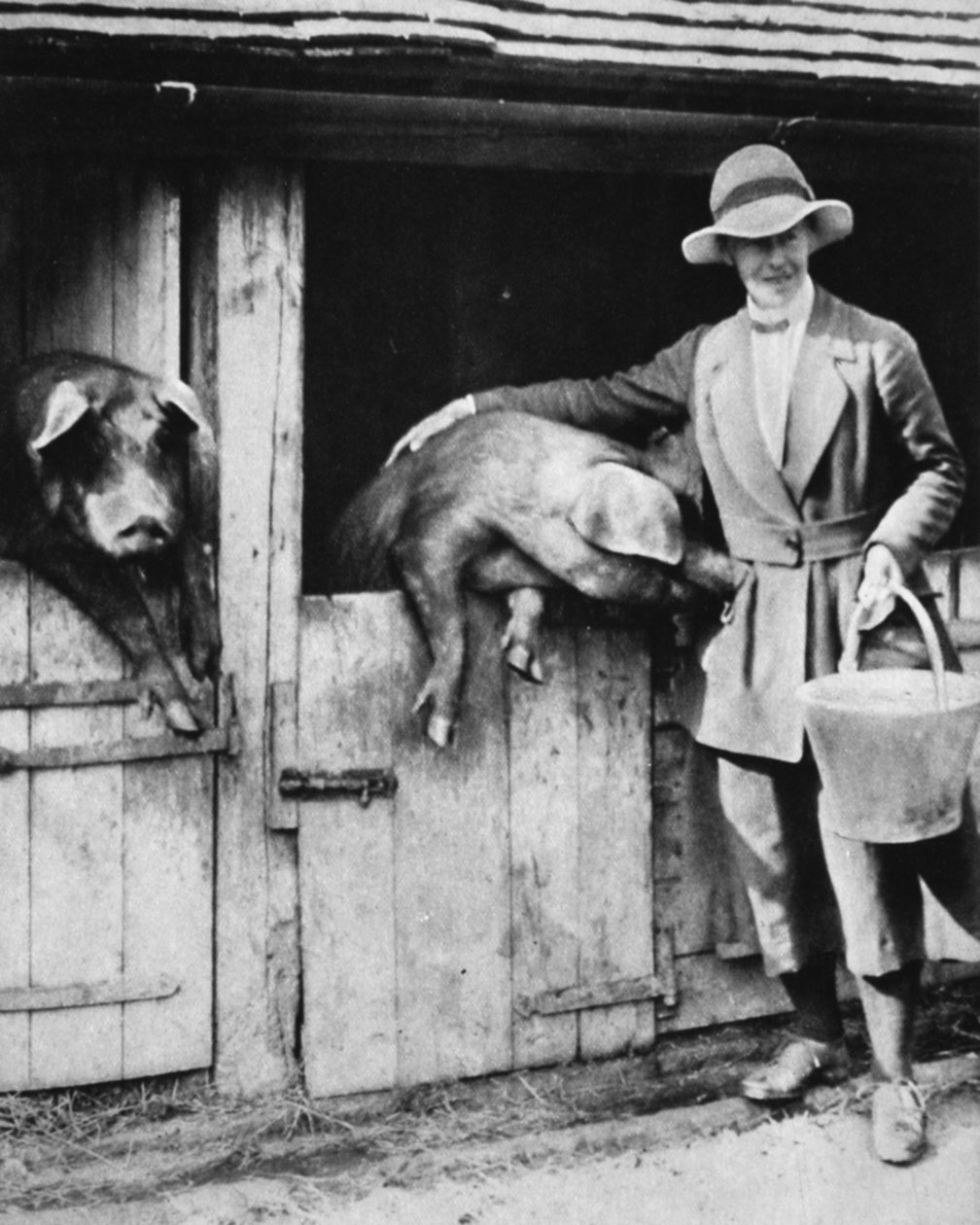 Dcera soudkyně, která loajálně pracuje na dalekém Sussexu: Slečna Traynerová krmící prasata, z The Illustrated War News, 26. července 1916 od English Photographer