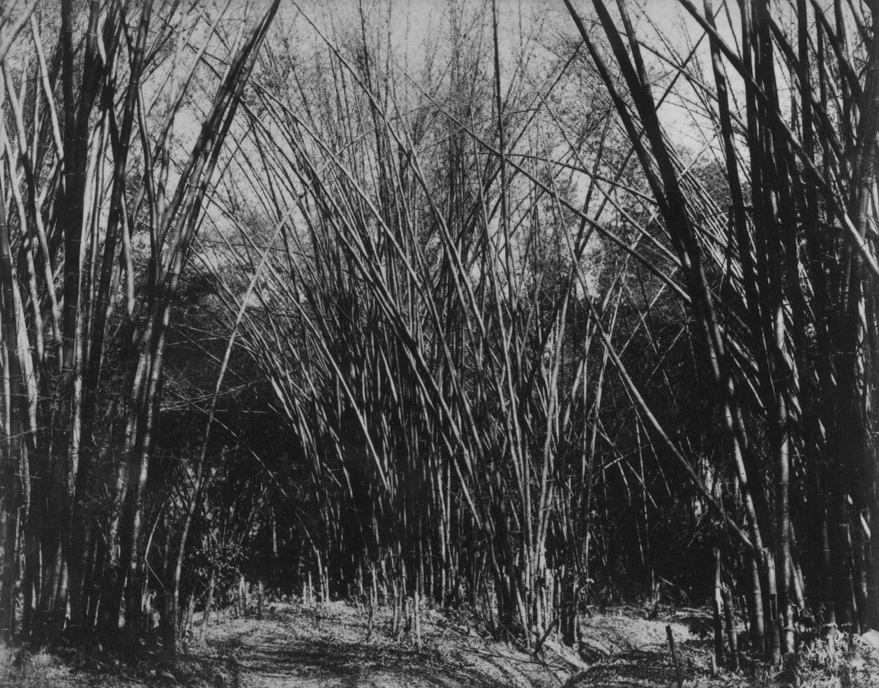 Bamboo Clum, Trinidad, kolem roku 1891 od English Photographer