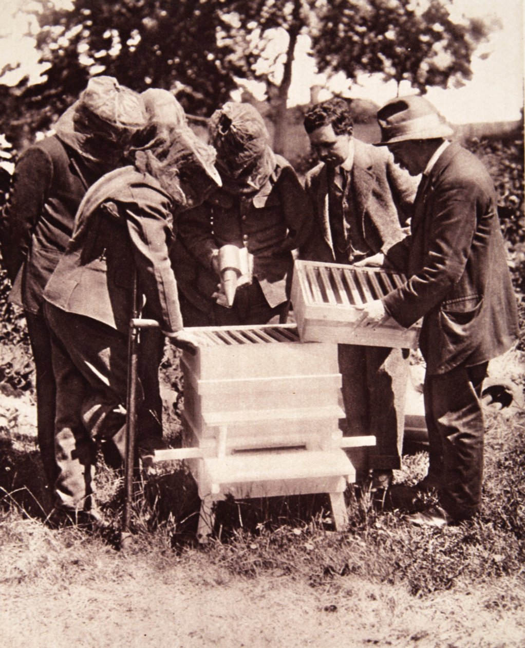 Výuka včelařství podle schématu lorda Eglintona: maskovaná třída v úlech, z The Illustrated War News, 5. července 1916 (sépiová fotografie) od English Photographer