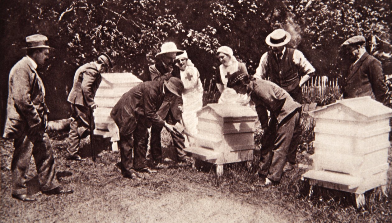 Výuka chovu včel podle schématu lorda Eglintona: fumigace, z The Illustrated War News, 5. července 1916 (sépiová fotografie) od English Photographer