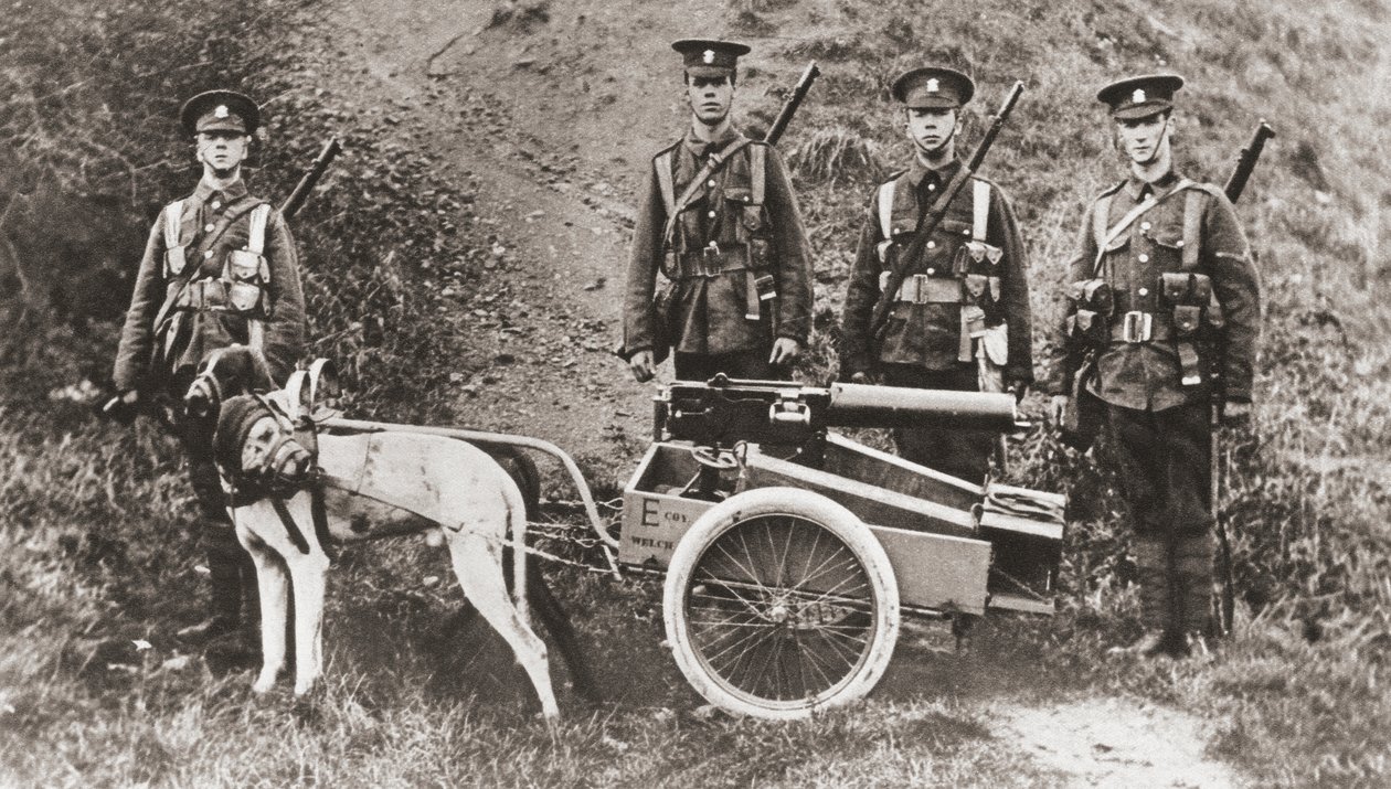Britská armáda používala psy k tahání kulometu během první světové války, z „The Illustrated War News“, 1915 od English Photographer