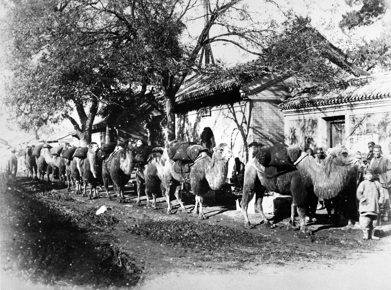 Velbloudí karavana na okraji Pekingu, kolem roku 1875 od English Photographer