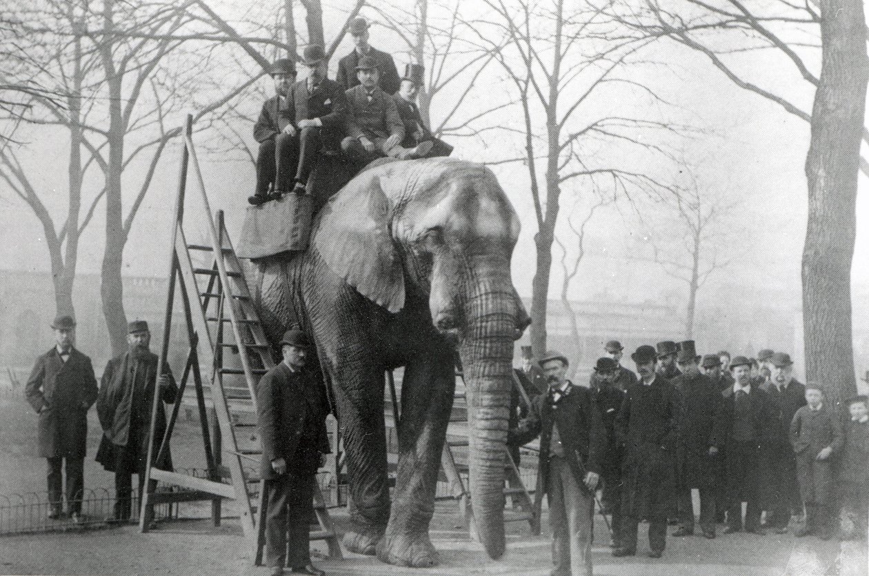 Jumbo na jezdeckých schodech ZSL London Zoo, pravděpodobně březen 1882 od English Photographer
