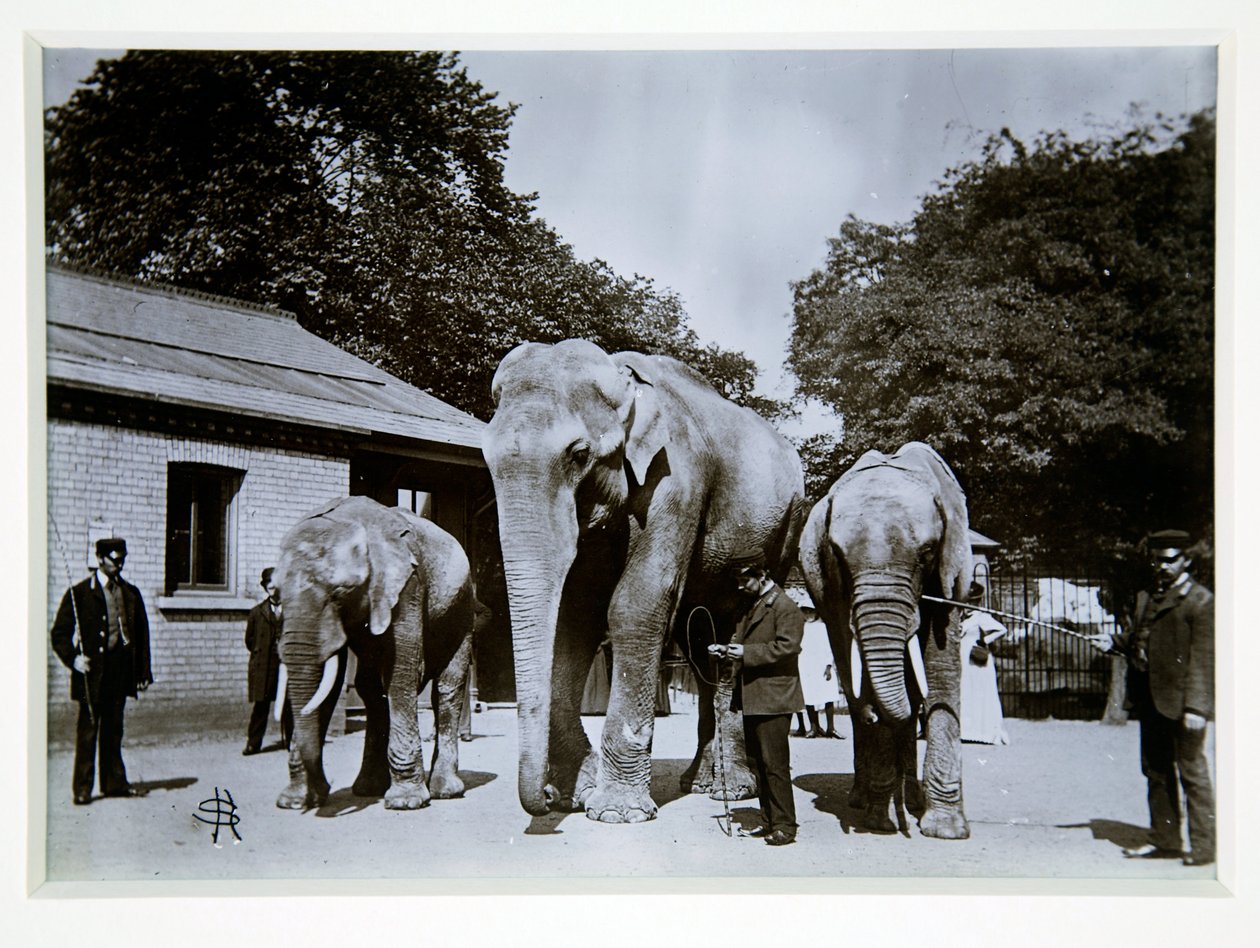 Slon Jumbo v londýnské zoo, 70. léta 19. století od English Photographer