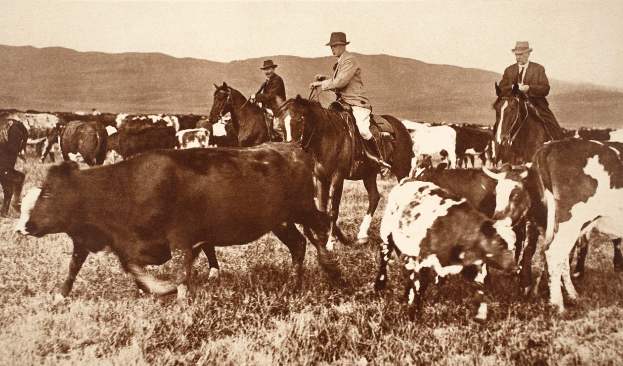 King Edward VIII Rounding up Cattle v Albertě, Kanada, 20. léta 20. století od English Photographer