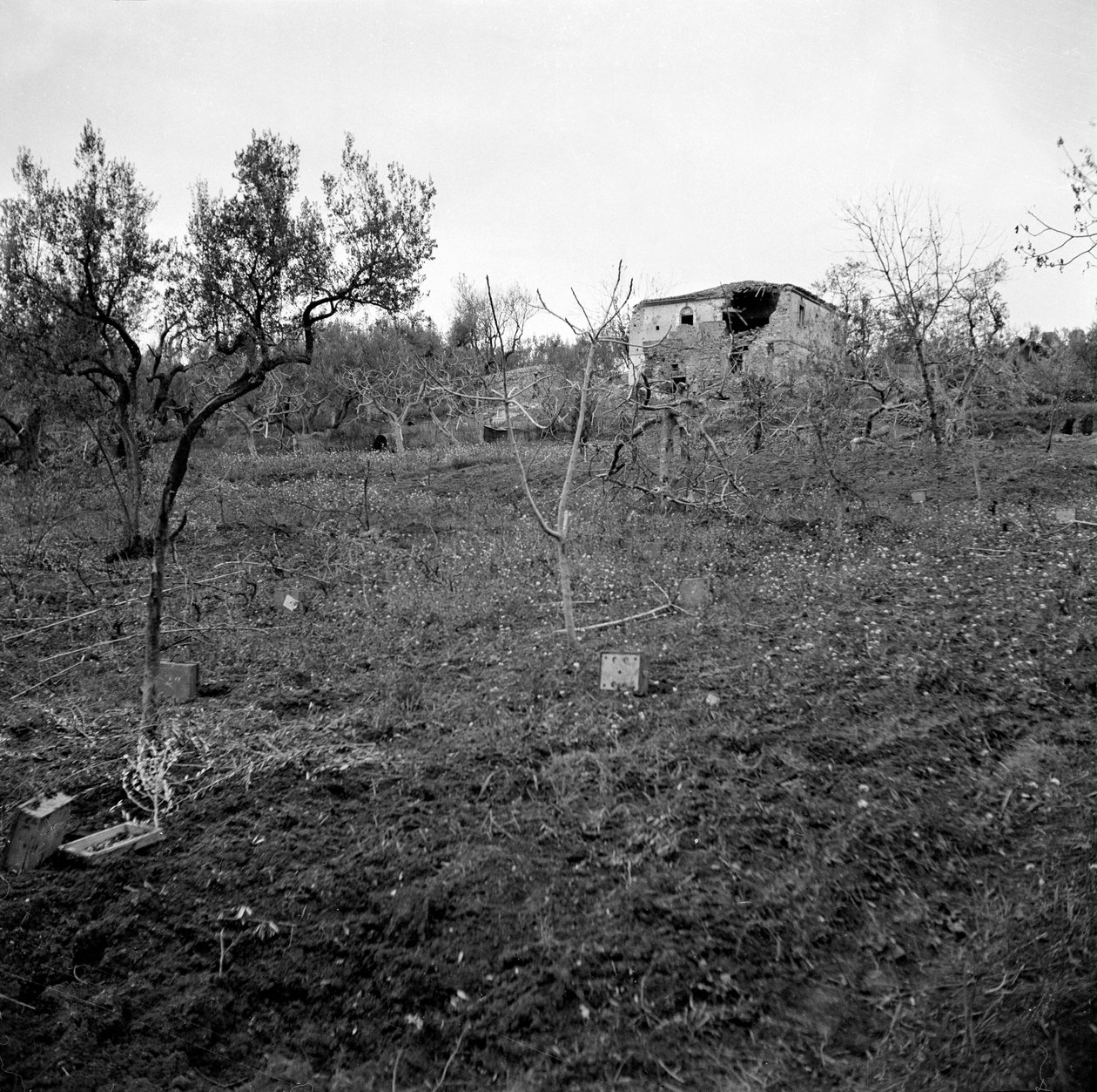 Minové pole, poblíž vrcholu Licolle Ridge, kolem roku 1944 od English Photographer