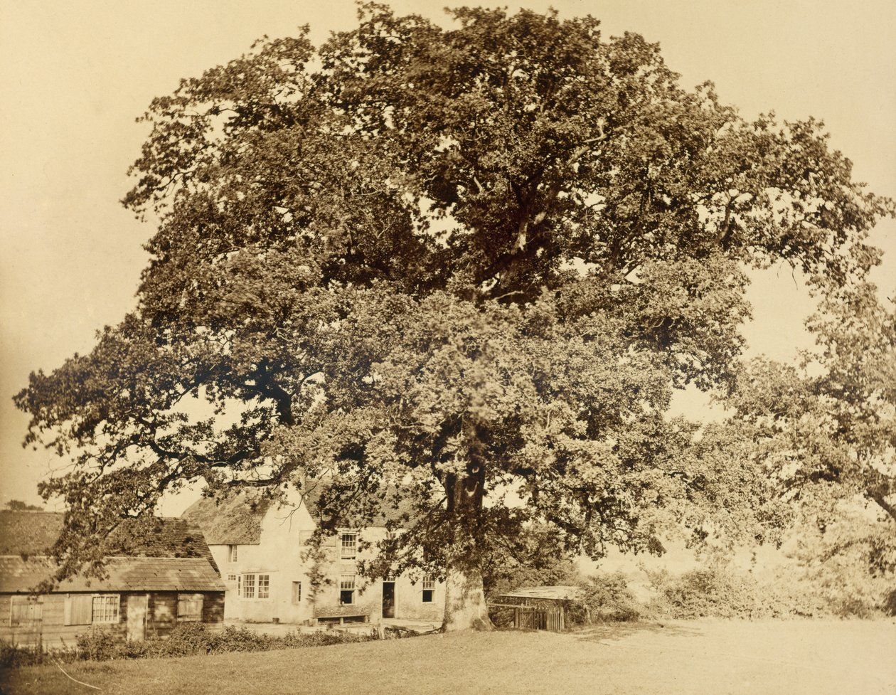Dub (v létě), Friars Oak, Clayton, Sussex, 1860, (tisk alba z mokrého kolodiového negativu) od English Photographer