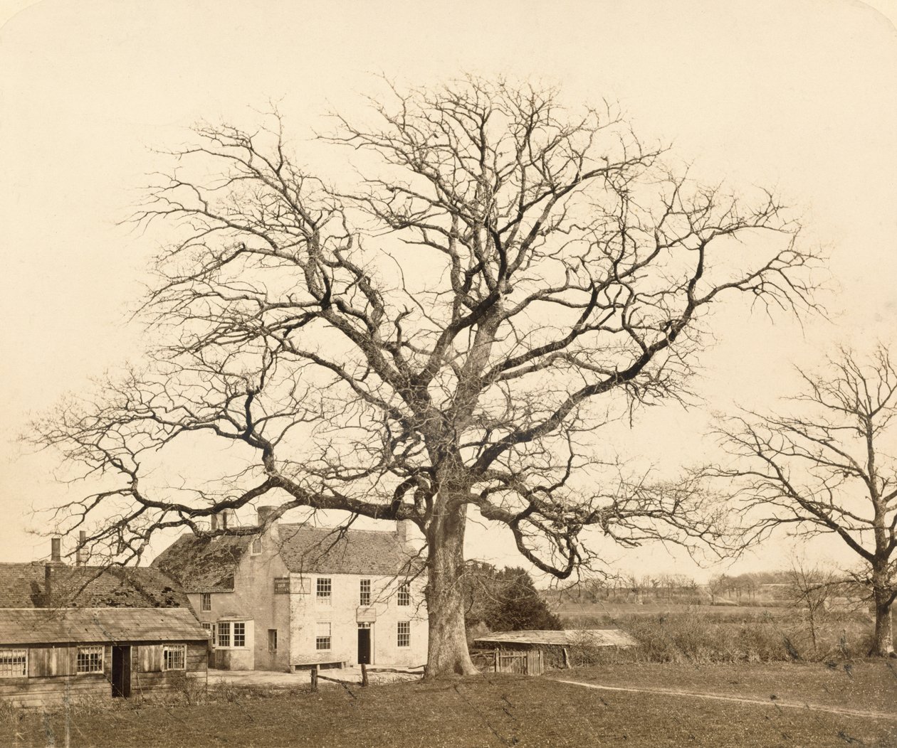 Dub (v zimě) Friars Oak, Clayton, Sussex, 1860, (albumenový tisk z mokrého kolodiového negativu) od English Photographer