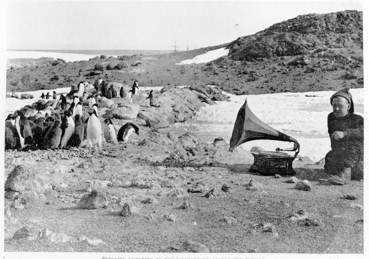 Tučňáci poslouchají gramofon během expedice Shackletons 1907-09 Antarktida, z The Heart of the Antarctic od Shackleton (1874-1922) vydané v roce 1909 od English Photographer