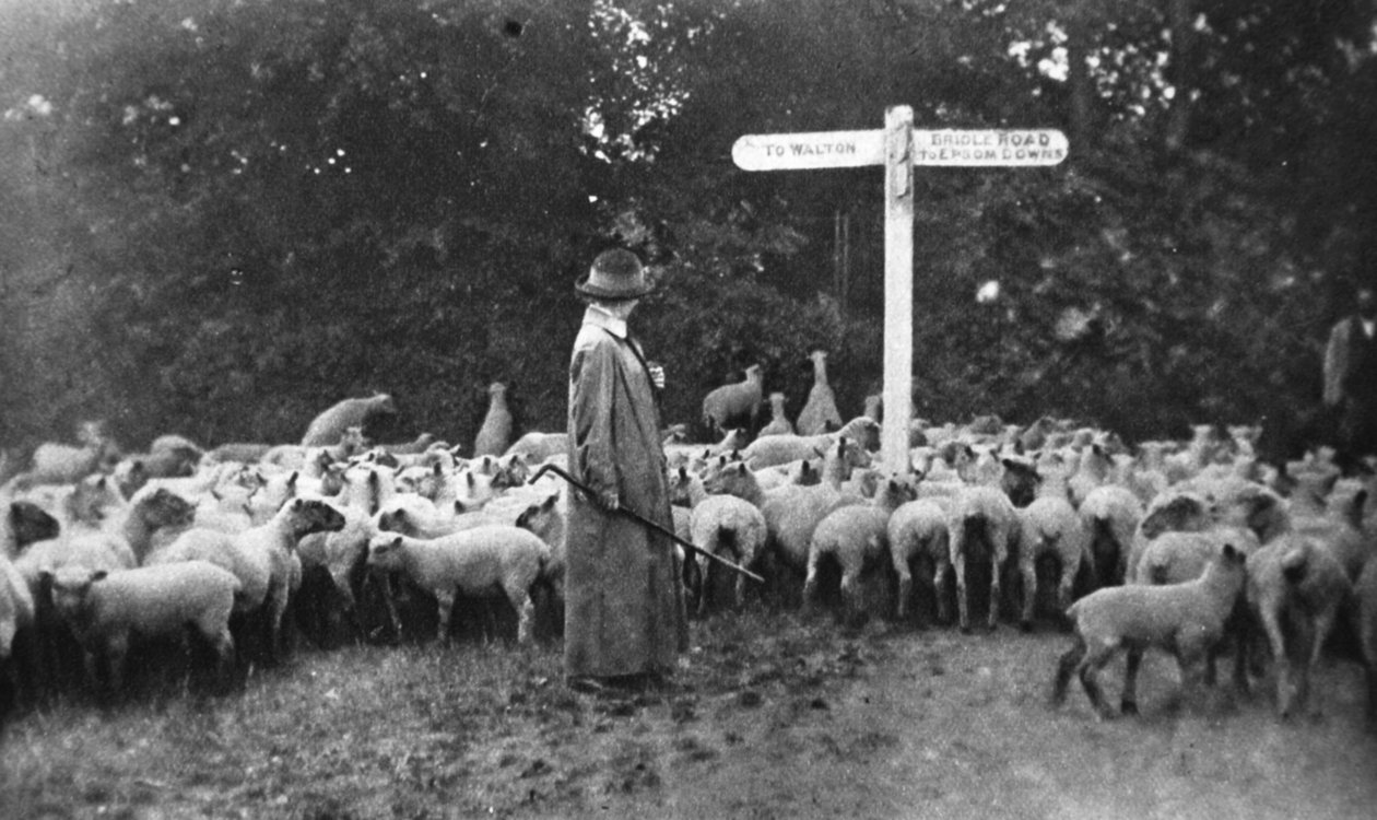 Malebné válečné dílo: paní pastýřka, z The Illustrated War News, 5. července 1916 od English Photographer