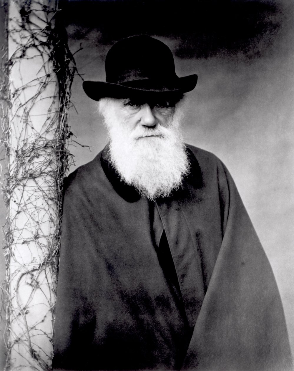 Portrét Charlese Darwina, 1881 od English Photographer