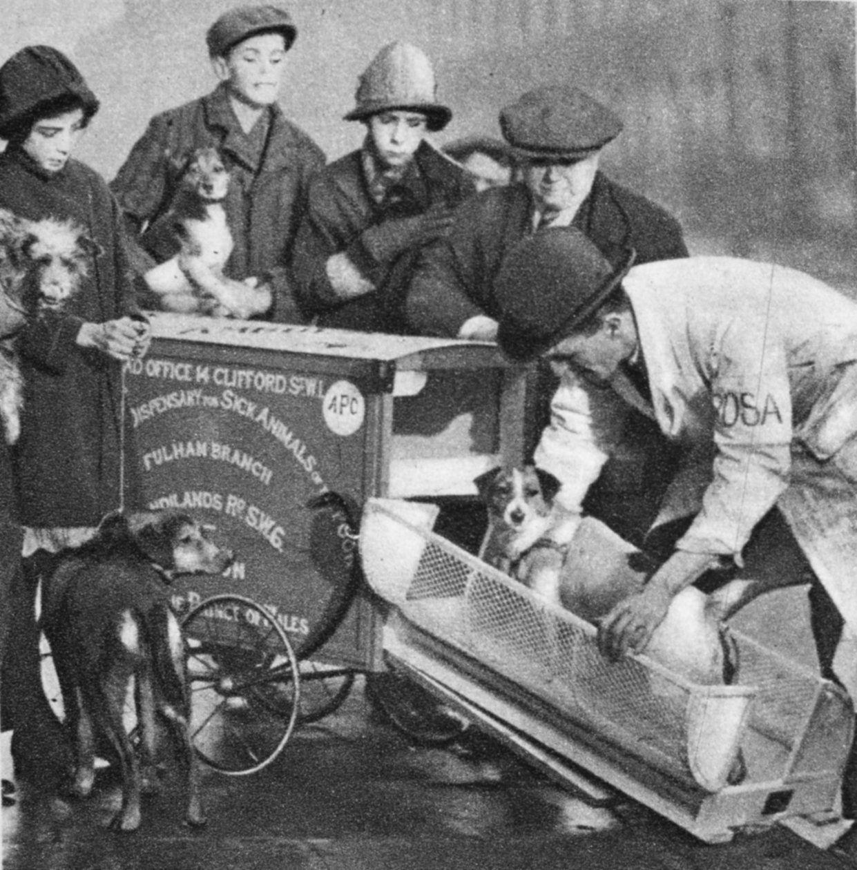 Veterinář z fulhamské pobočky The Peoples Dispensary for Sick Animals, z Wonderful London, publikoval 1926-27 (hlubotisk) od English Photographer