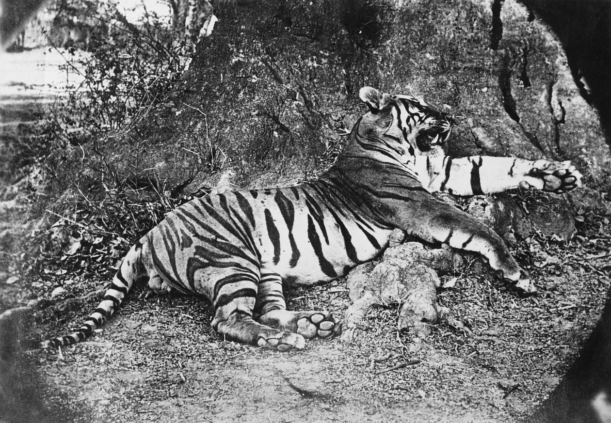 Tygr, kolem roku 1870 od English Photographer