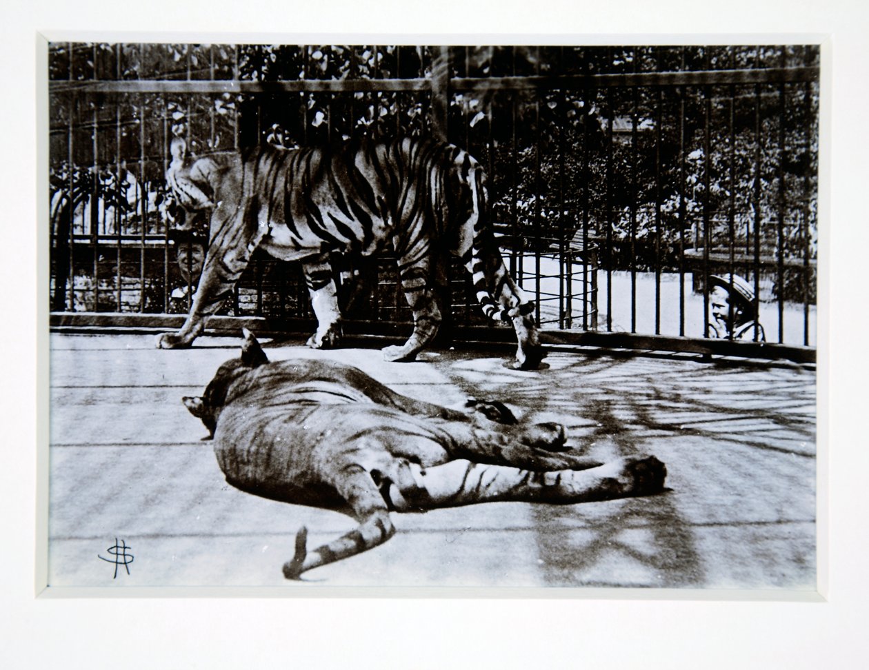 Tygři v londýnské zoo, 70. léta 19. století od English Photographer