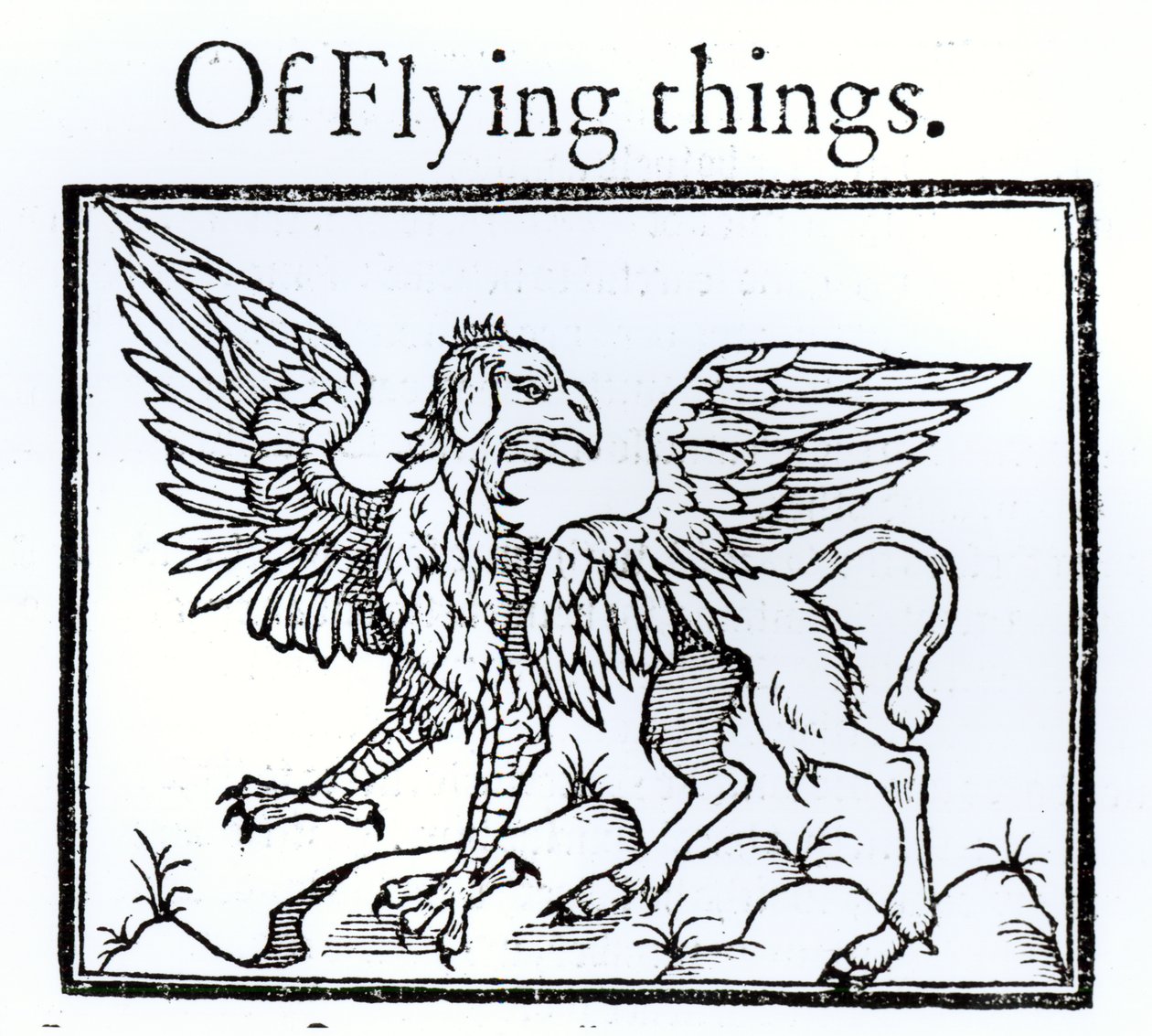 Griffin od English School