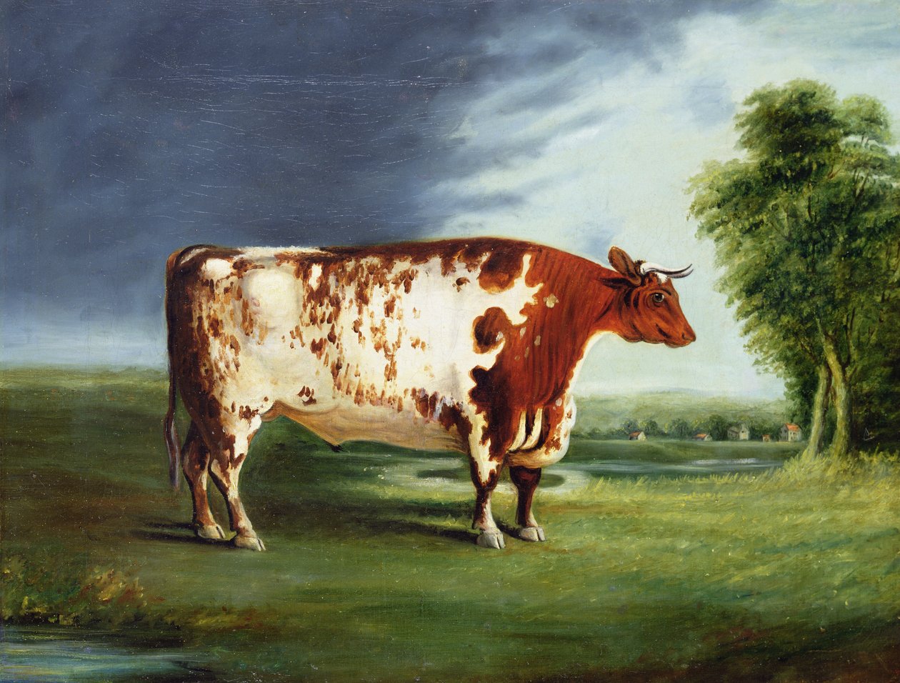 Cenný býk, možná Durham Shorthorn, kolem roku 1820 od English School
