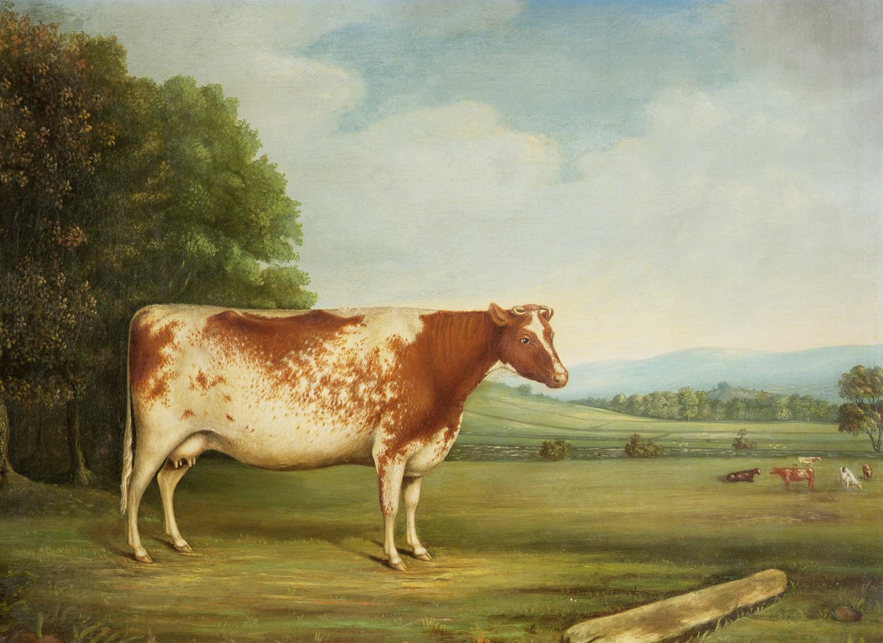 Cena Shorthorn Cow in a Landscape od English School