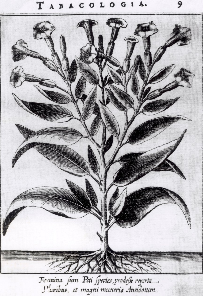 Rostlina tabáku, 1622 od English School
