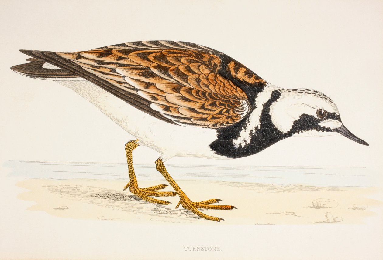 Turnstone, z tisku z 19. století kolem roku 1877 od English School