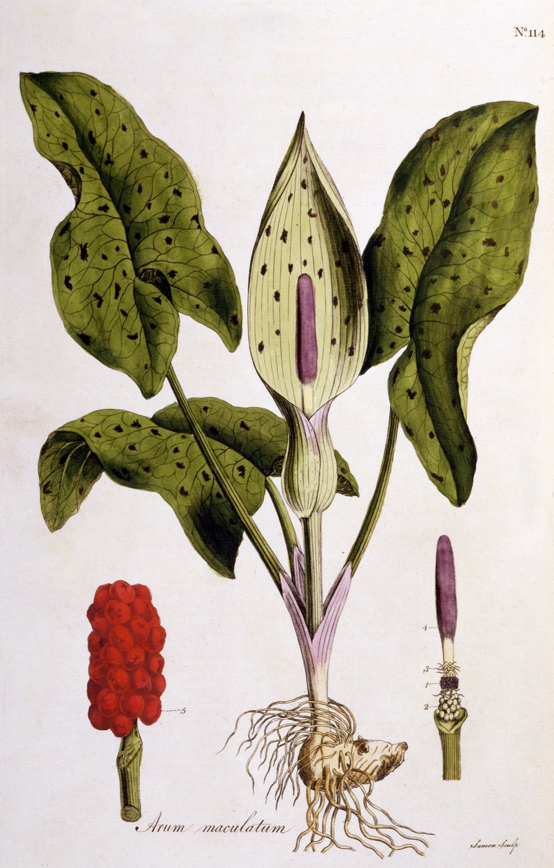 Arum Maculatum, deska 114 z Flora Londiniensis od Williama Curtise, vydáno 1775 (ručně kolorovaná rytina) od English School