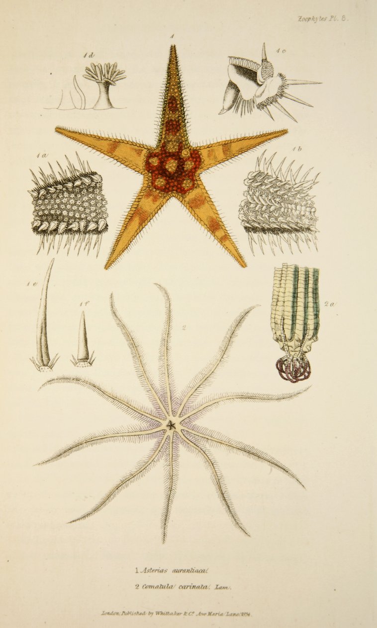 Asterias aurantiaca a Comatula carinata, z The Mollusca a Radiata, hospoda. 1833 (ručně kolorovaná rytina) od English School