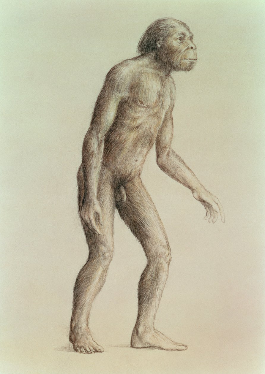 Australopithecus Africanus od English School