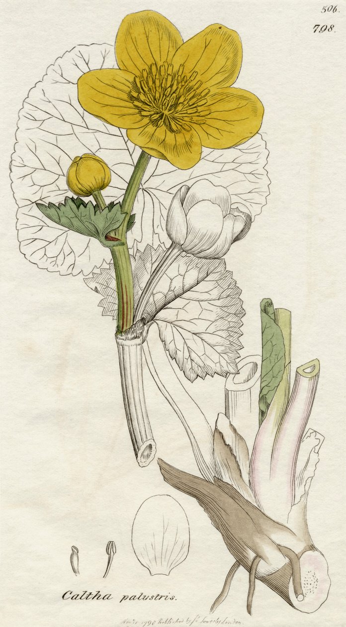 Caltha Palustris (Marsh Marigold) publikoval Londýn 1798 od English School