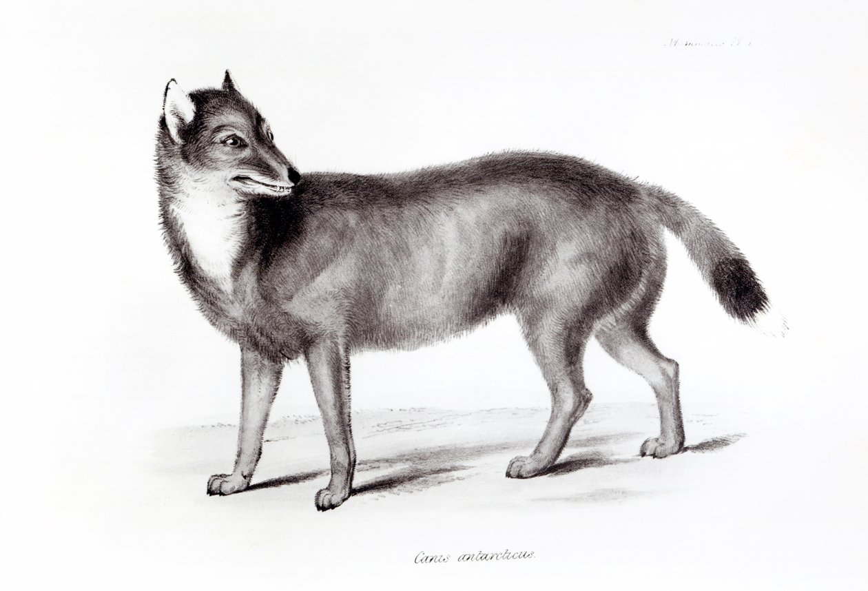 Canis Antarcticus od English School