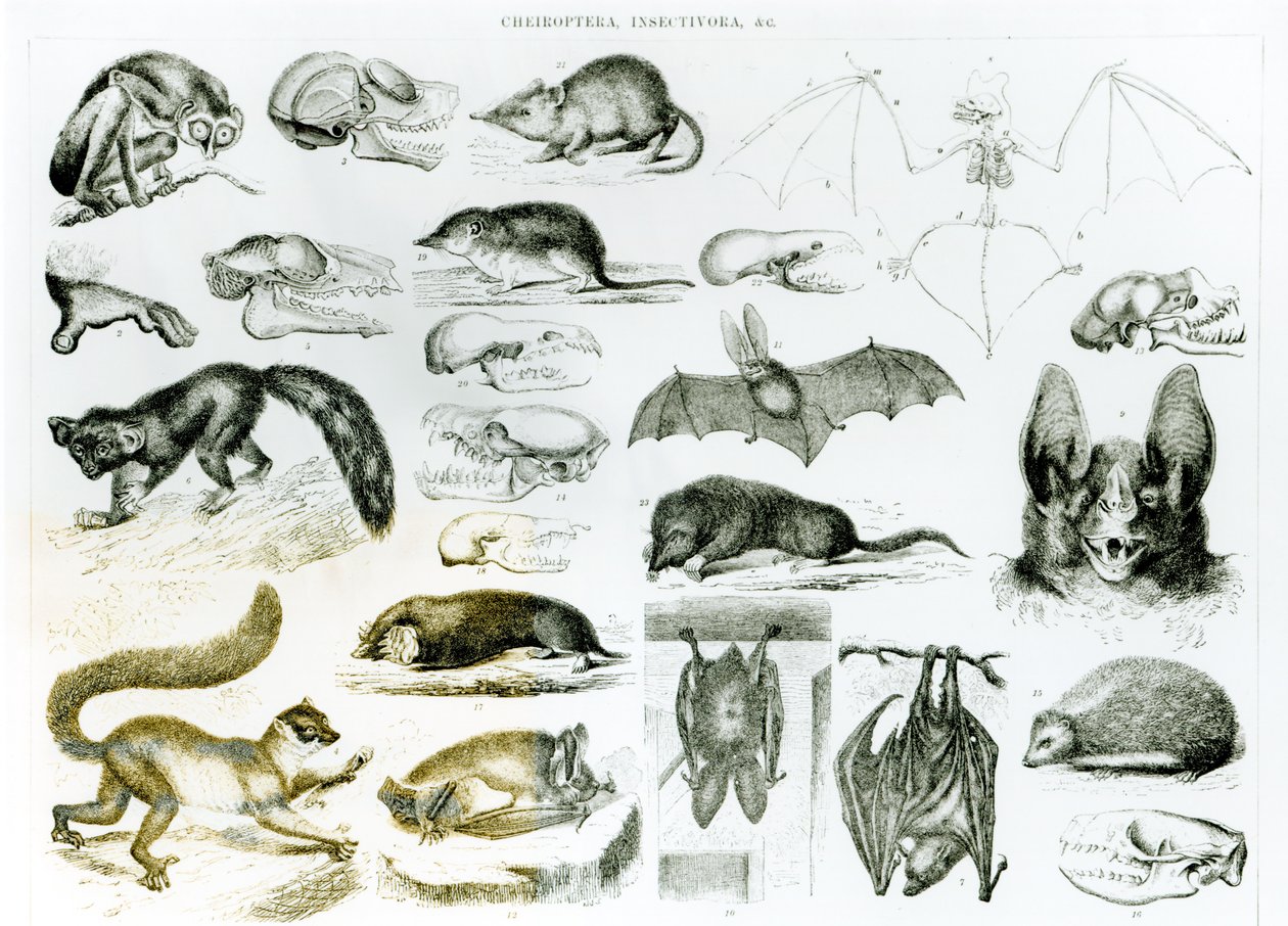 Cheiroptera, Insectivora od English School