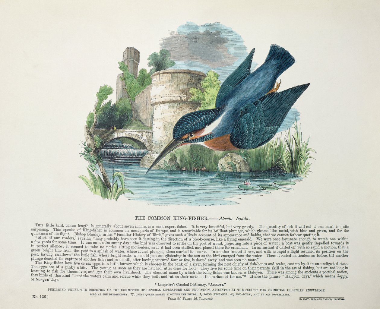 Ledňáček říční (Alcedo Ispida) od English School