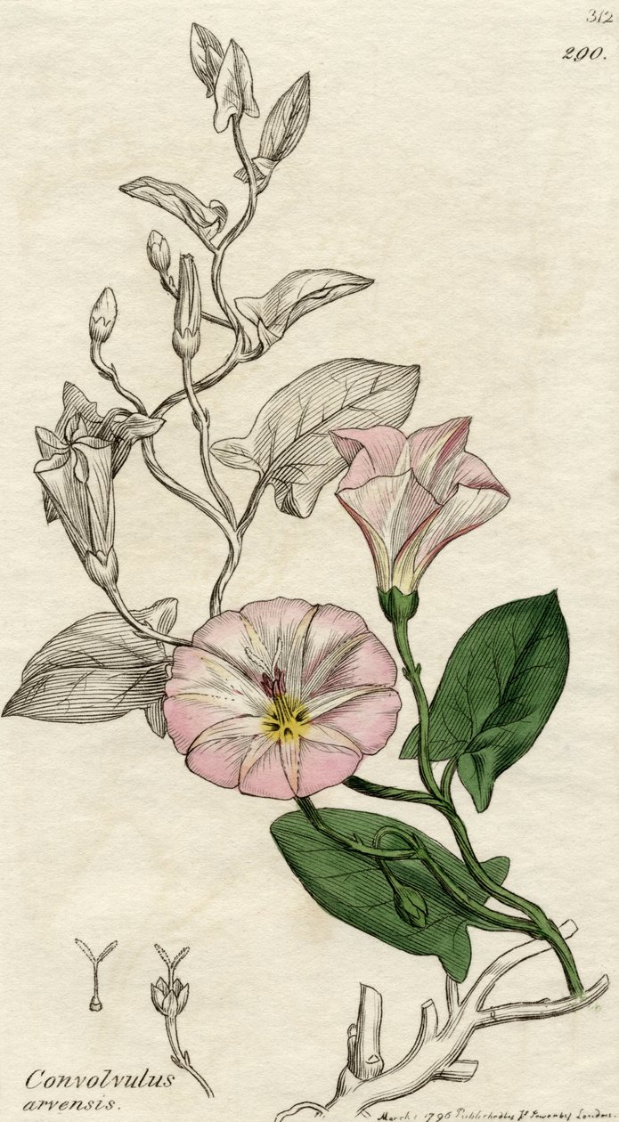 Convolvulus Arvensis, vydaný v Londýně 1796 od English School