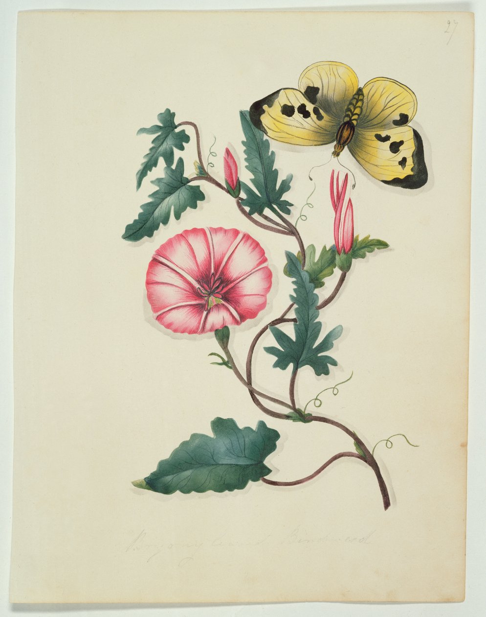Convolvulus se žlutým motýlem, z `Květiny, anglický botanický rukopis, kolem roku 1840 (wc) od English School