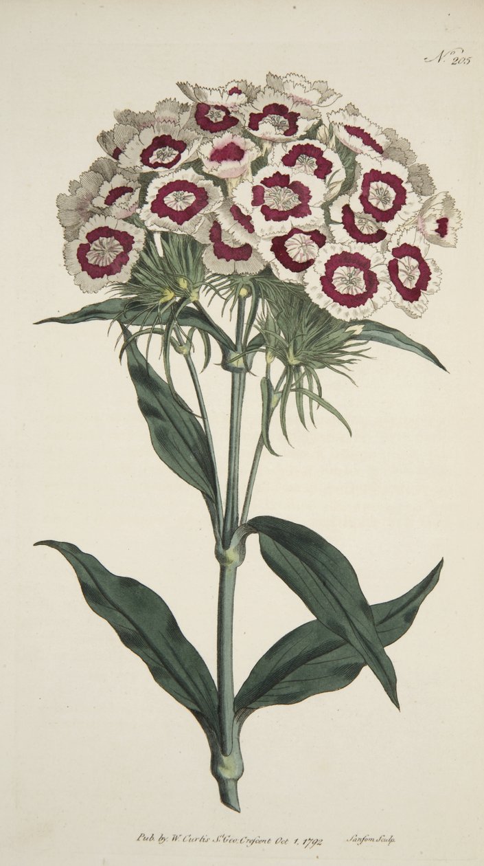 Dianthus Barbatus (růžový vousatý), z časopisu The Botanical Magazine or Flower Garden Display, pub. 1792 (ručně kolorovaná rytina) od English School