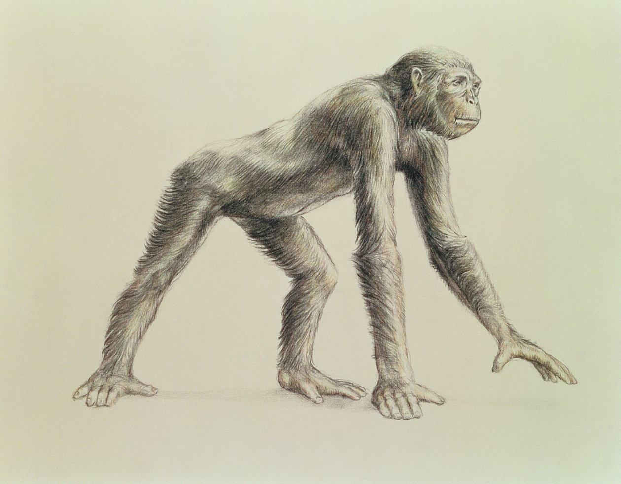 Dryopithecus Africanus od English School
