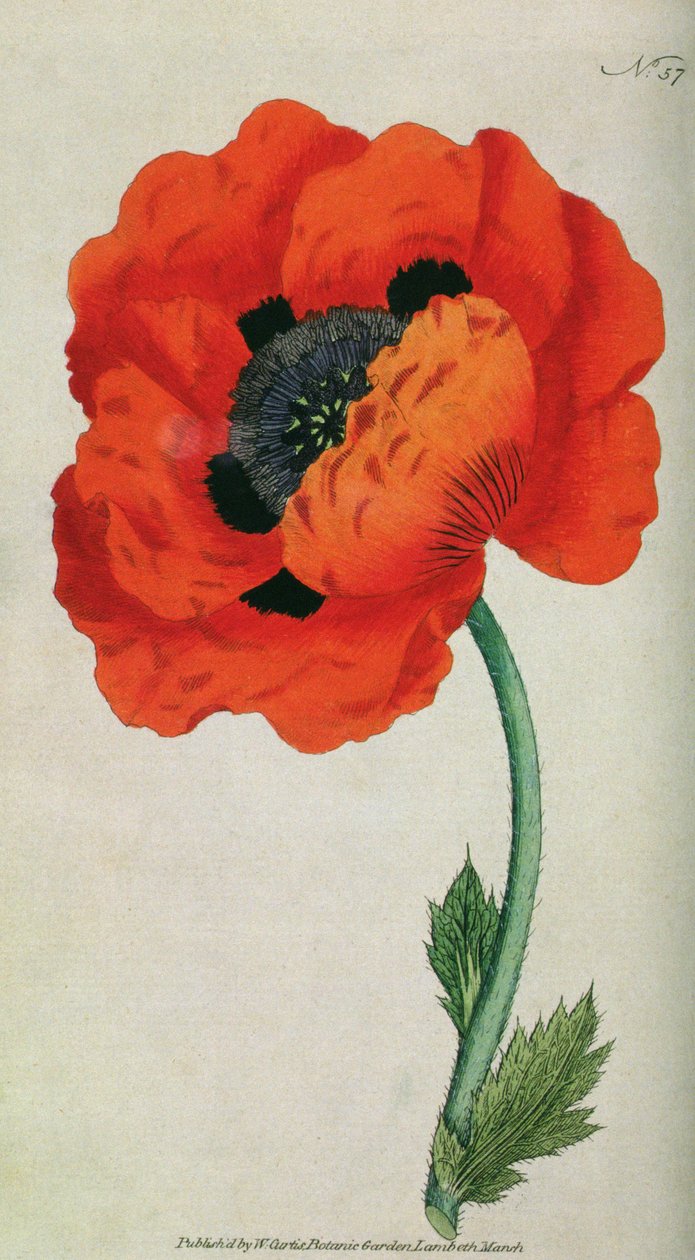 Východní mák (Papaver orientale), deska 57 od Williama Curtise The Botanical Magazine (nebo Flower Garden Displayed), hospoda. 1787 od English School