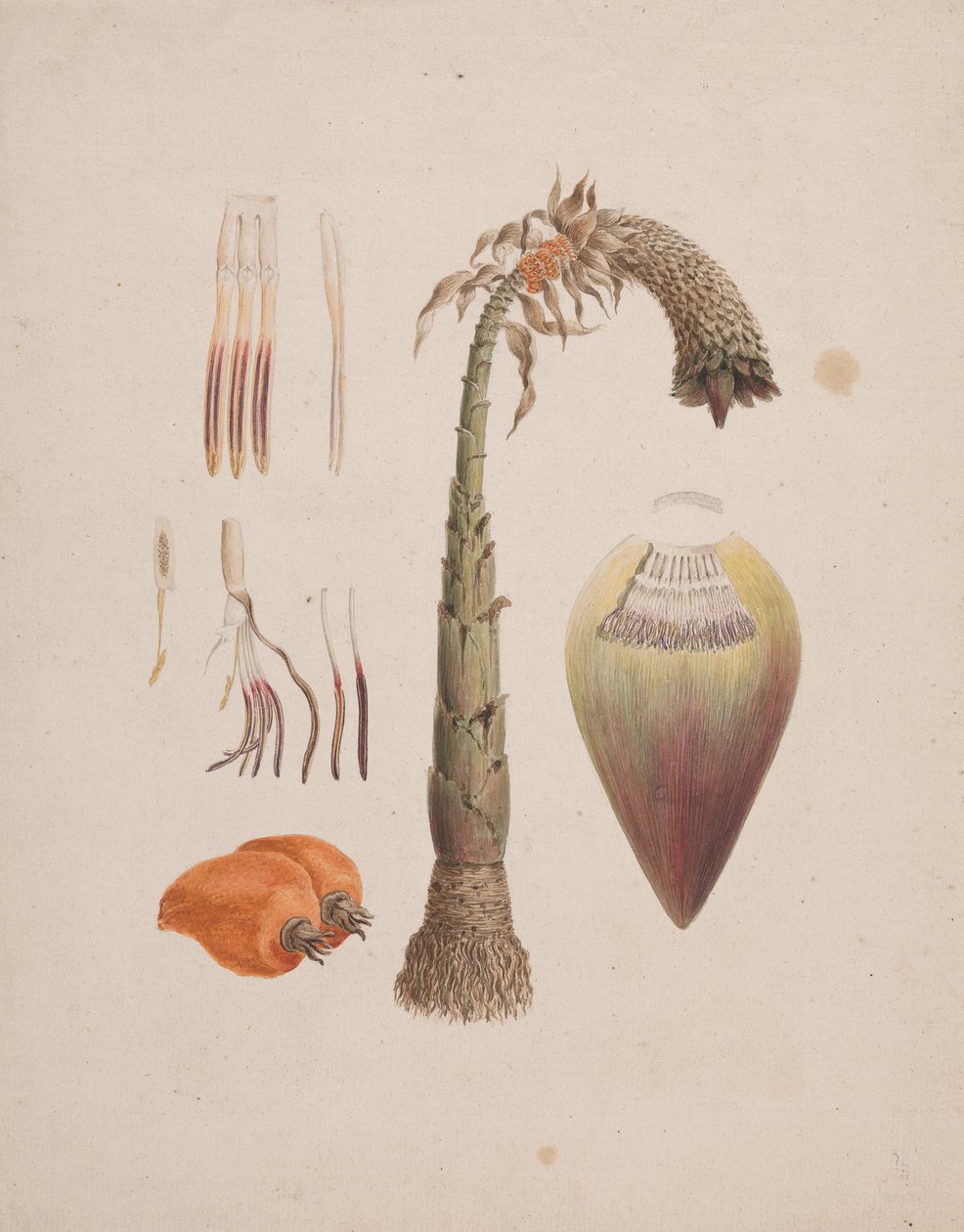 Ensete Ventricosum (wc nad tužkou na papíře) od English School