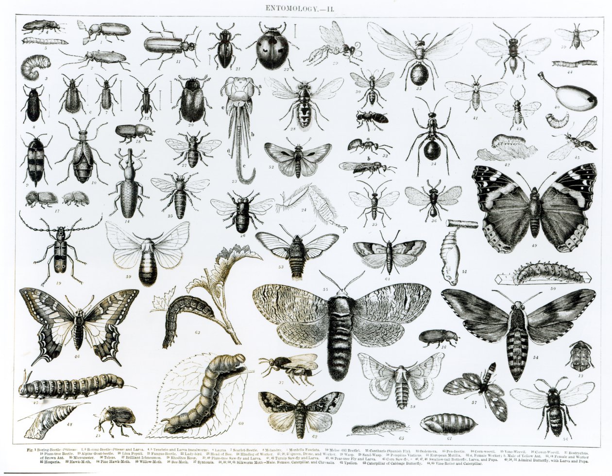 Entomologie od English School