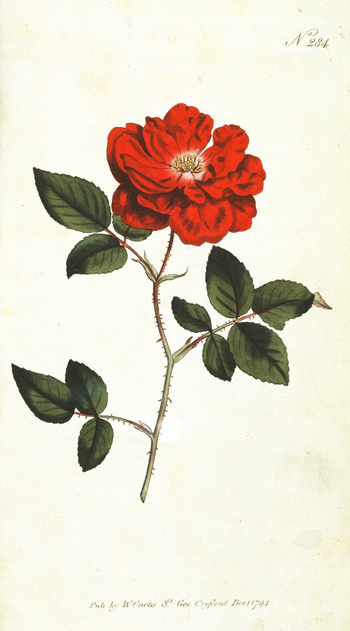Stále kvetoucí růže (Rosa Semperflorens), deska 284 od Williama Curtise The Botanical Magazine (nebo Flower Garden Displayed), hospoda. 1794 od English School