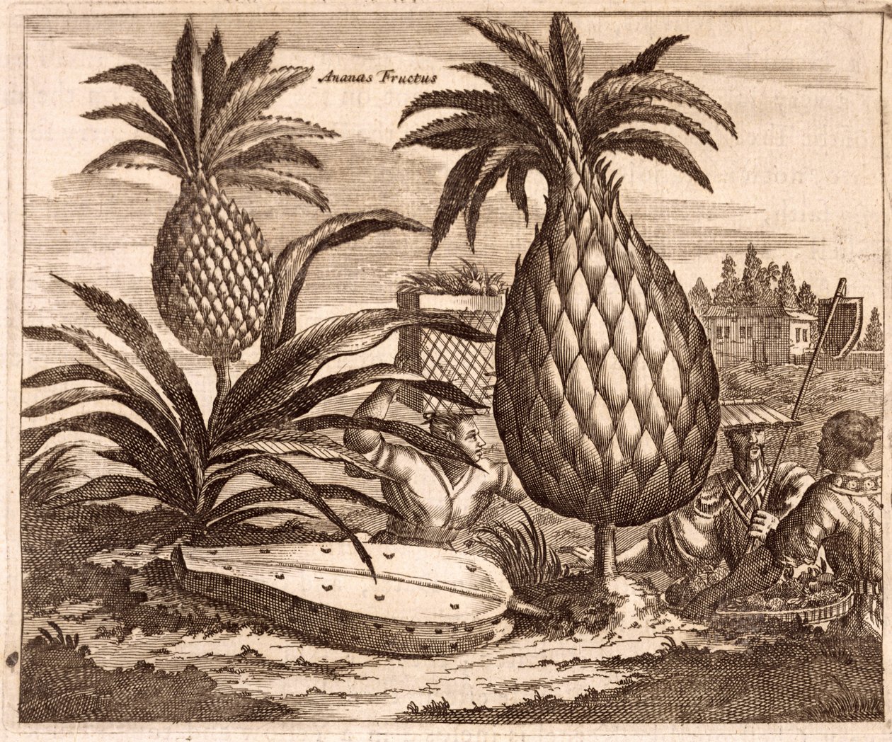 Farming Large Pineapples, ilustrace z popisu velvyslanectví v Číně, 1690 od English School