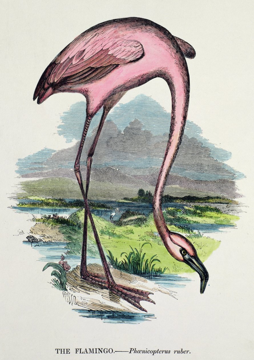 plameňák (Phoenicopterus Ruber) od English School
