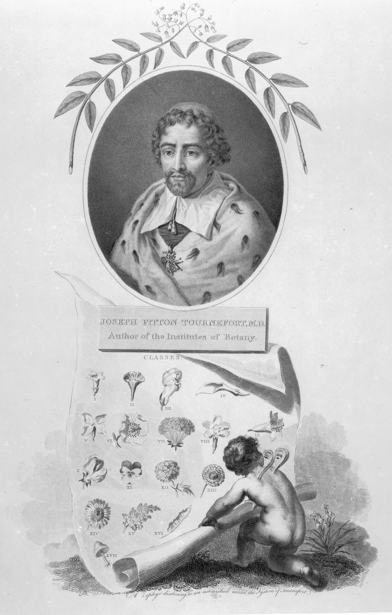 Joseph Pitton de Tournefort od English School