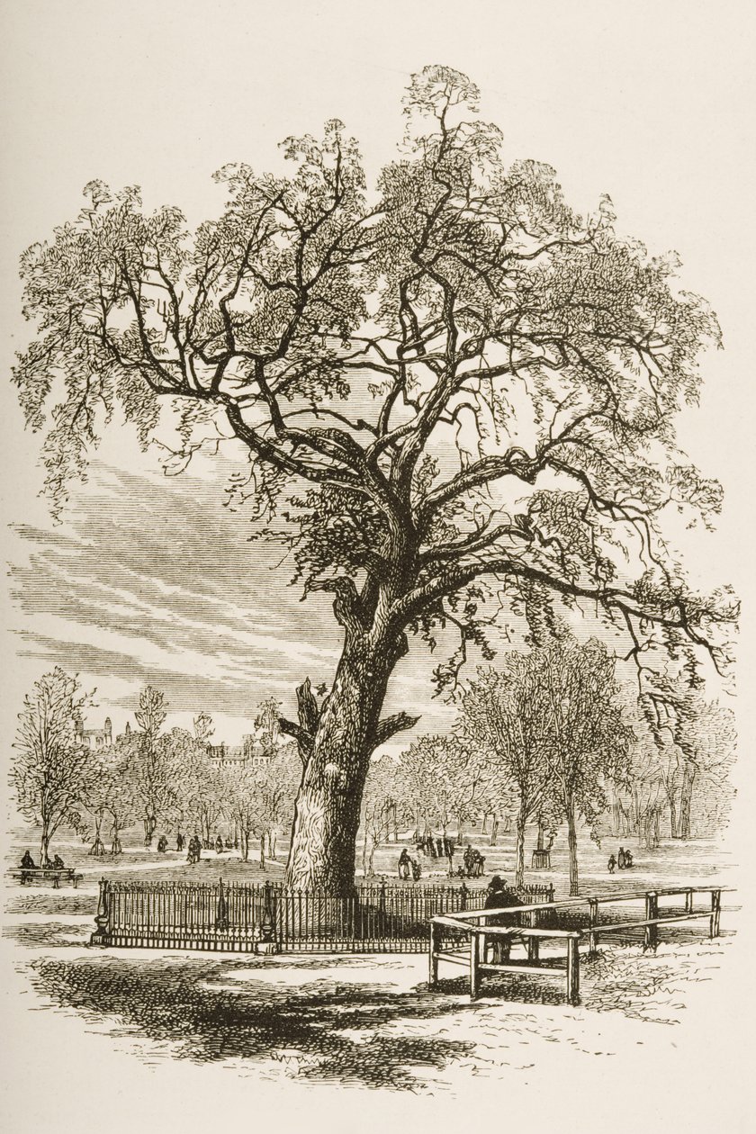 Liberty Tree, Boston Common, kolem roku 1870, z „American Pictures“ vydané společností Religious Tract Society, 1876 od English School