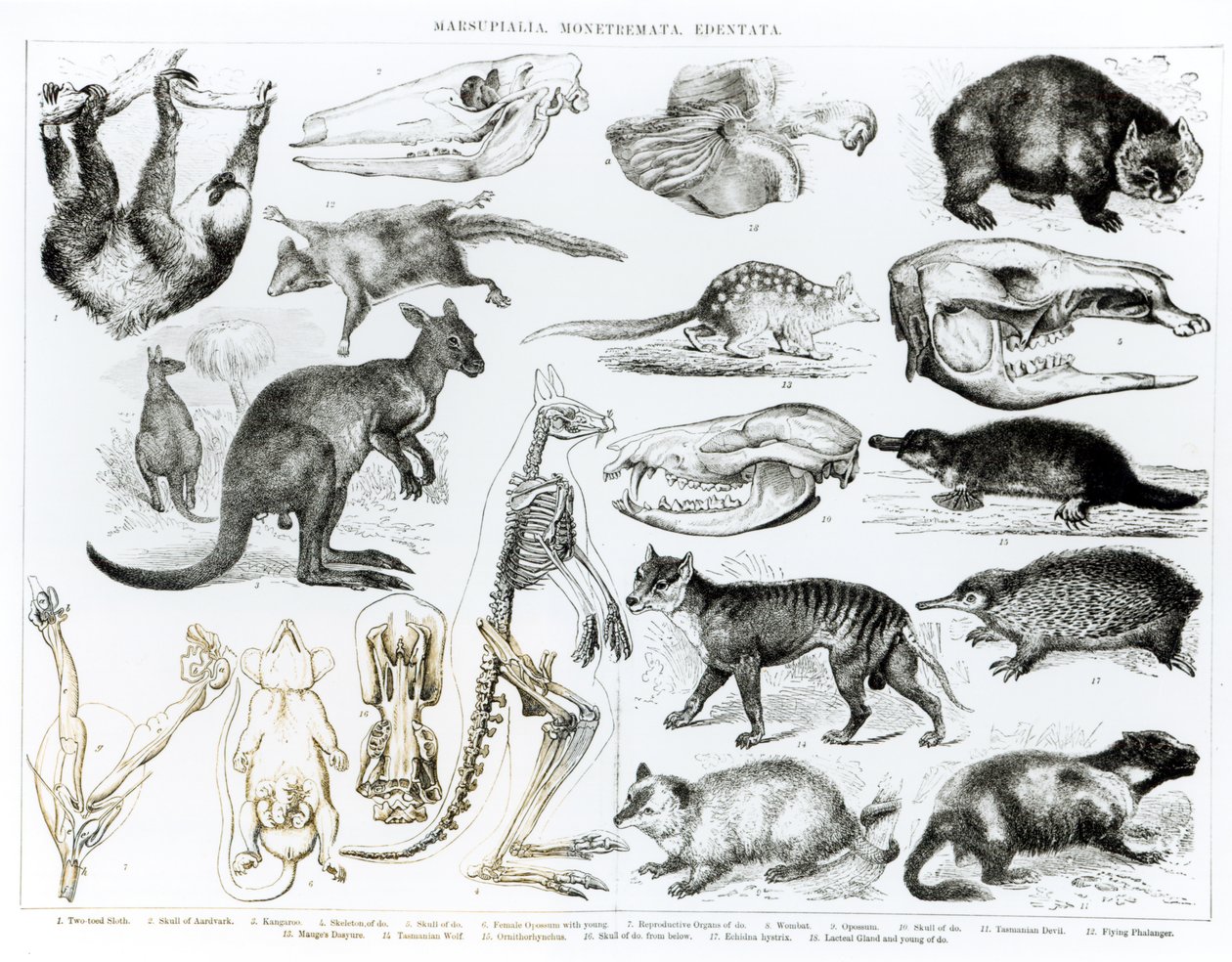 Marsupialia, Monetremata, Edentata od English School