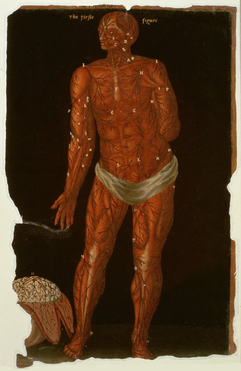Paní Hunter 364 Table XI Dissection, from Anatomical Tables, John Banister (1540-1610) (olej na hnědém papíře) od English School