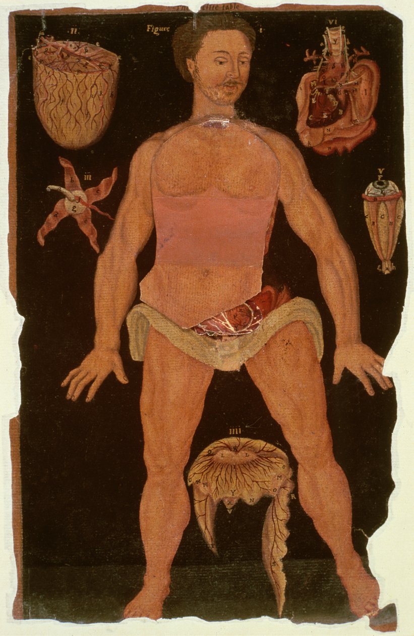 Paní Hunter 364 Table XII Dissection (uzavřený stav) z Anatomical Tables, John Banister (1540-1610) (olej na hnědém papíře) od English School
